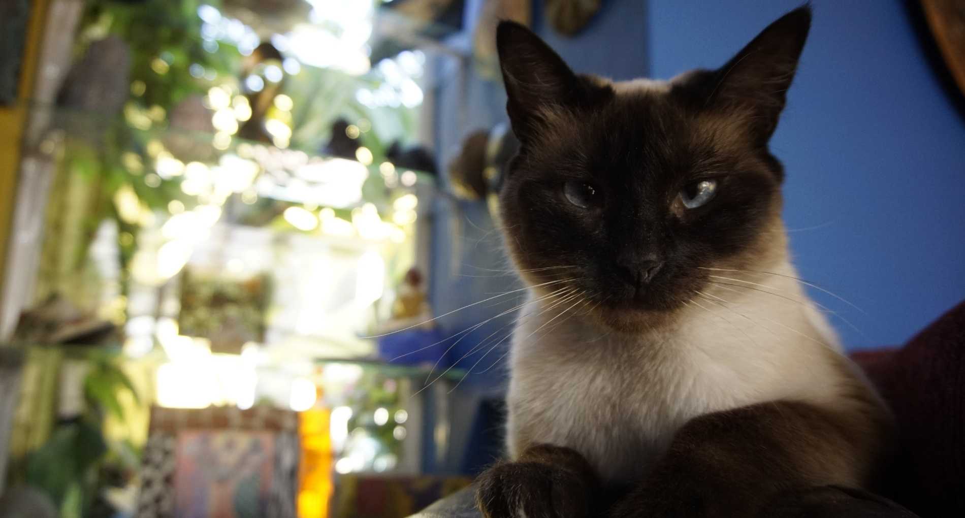 siamese cat in blue room